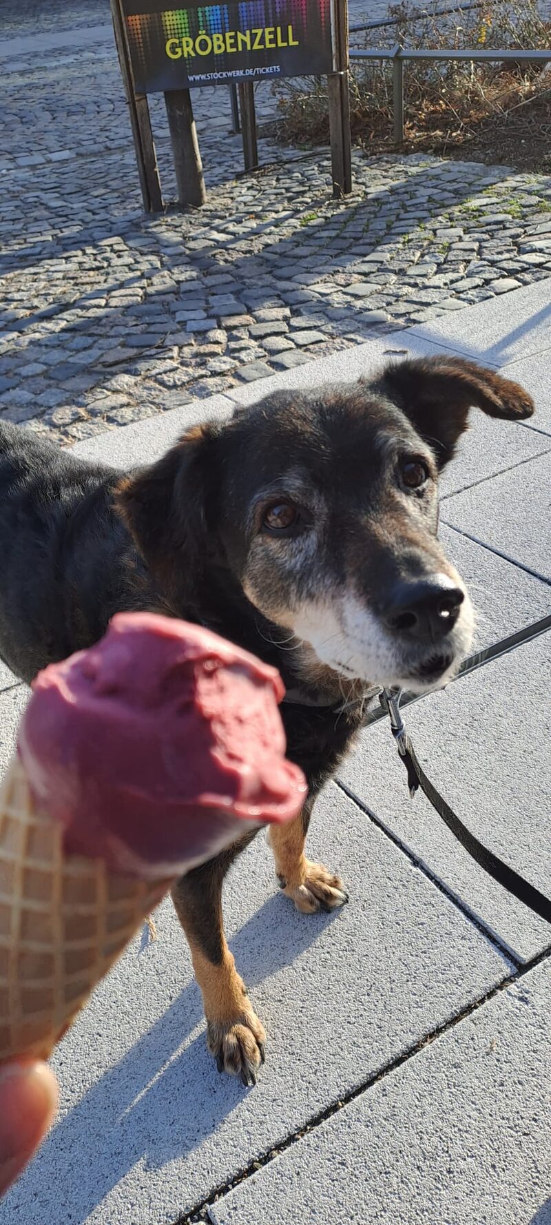 Originalfoto 1 – Haustier-Uploadbild