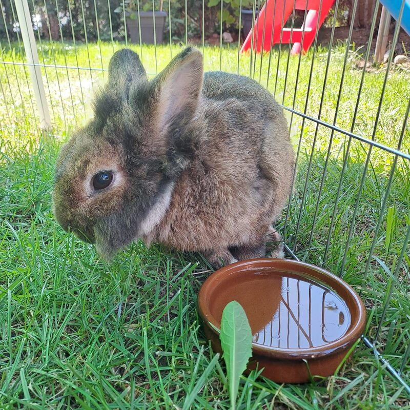 Originalfoto 3 – Haustier-Uploadbild